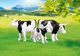 Playmobil Playmobil 7892 - Rodzina bydła: krowa, byk, cielę (opakowanie foliowe) 1