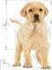 Royal Canin ROYAL CANIN Labrador Junior 1kg 1