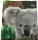 Easy Camp Śpiwór Image dziecięcy Cuddly Koala LZ 2