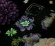 Kingxbar Kingxbar iPhone 11 Pro Max Forest Series-Purple Flower 11