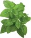 Click And Grow Click and Grow refill bazylia karłowata 3-pak 6