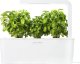 Click And Grow Click and Grow refill bazylia karłowata 3-pak 8