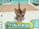 CATZ PC 1