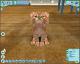 CATZ PC 2