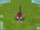 CATZ PC 5