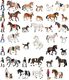 Figurka Bullyland Animal World - Klacz islandzka (62760) 3