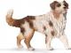 Figurka Schleich Owczarek australijski suka (16392) 1