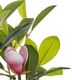 Beliani Sztuczna roślina doniczkowa 70 cm MAGNOLIA 1