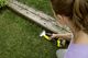 Karcher Nożyce akumulatorowe GSH 18-20 Battery 20 cm 5