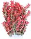 Happet HAPPET ROŚLINA FOLIA 20CM / 2F15 1