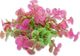 Happet HAPPET ROŚLINA FOLIA 10CM / 1F11 1