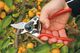 Sekator Felco 6 Classic nożycowy 2