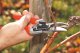 Sekator Felco 8 Classic nożycowy 8