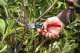 Sekator Felco 8 Classic nożycowy 10