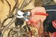 Sekator Felco 2 Classic nożycowy 5