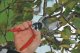 Sekator Felco 2 Classic nożycowy 7