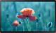 Monitor Samsung QB24R (LH24QBREBGCXEN) 1