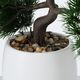 Boltze Drzewko bonsai w doniczce Lian wzór 1 5