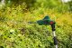 Bosch Nożyce akumulatorowe Universal HedgePole 18 Solo 43 cm (06008B3001) 3