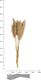 Dijk Trawa pampasowa naturalna suszona 75 cm 2