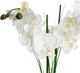 Atmosphera Orchidea w czarnej doniczce 53 cm 4