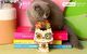 Robotime Technology ROBOTIME Drewniana Doniczka Puzzle 3D Kotek 5
