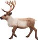 Figurka Small Foot Animal Planet - Renifer (387186) 3