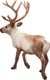 Figurka Small Foot Animal Planet - Renifer (387186) 4