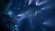 Aquanox Deep Descent Collectors Edition PC, wersja cyfrowa 3
