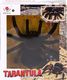 NoboKids Pająk Tarantula Zdalnie Sterowany LED + Pilot R/C 6