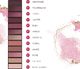 Eveline Eveline Ruby Glamour Paleta 12 cieni do powiek 12g 3