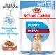 Royal Canin Karma SHN Medium Puppy w sosie 10x140g 1