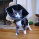 All Four Paws All Four Paws Kołnierz ochronny dla psa Comfy Cone, XL, 30 cm, czarny 2