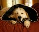 All Four Paws All Four Paws Kołnierz ochronny dla psa Comfy Cone, XL, 30 cm, czarny 3