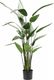 Emerald Emerald Sztuczna helikonia, kolor zielony, 125 cm, 419837 1