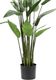 Emerald Emerald Sztuczna helikonia, kolor zielony, 125 cm, 419837 3