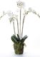 Emerald Emerald Sztuczny storczyk (falenopsis) z mchem, biały, 90 cm, 20.355 1
