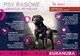 Eukanuba Eukanuba adult labrador retriever 12kg + niespodzianka dla psa GRATIS! 5