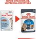 Royal Canin ROYAL CANIN Light Weight Care 24x85g karma mokra w sosie dla kotów dorosłych z tendencją do nadwagi 3