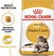 Royal Canin ROYAL CANIN Maine Coon Adult 2x10kg karma sucha dla kotów dorosłych rasy maine coon 1