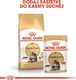 Royal Canin ROYAL CANIN Maine Coon Adult 2x10kg karma sucha dla kotów dorosłych rasy maine coon 7