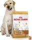 Royal Canin ROYAL CANIN Labrador Retriever Adult 12kg karma sucha dla psów dorosłych rasy labrador retriever + niespodzianka dla psa GRATIS! 4