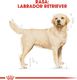 Royal Canin ROYAL CANIN Labrador Retriever Adult 12kg karma sucha dla psów dorosłych rasy labrador retriever + niespodzianka dla psa GRATIS! 8