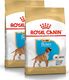 Royal Canin ROYAL CANIN Boxer Puppy 2x12kg karma sucha dla szczeniąt do 15 miesiąca, rasy bokser 4