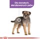 Royal Canin ROYAL CANIN CCN Mini Sterilised 2x8kg 4