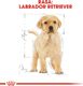 Royal Canin ROYAL CANIN Labrador Retriever Puppy 12kg + niespodzianka dla psa GRATIS! 6