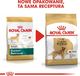 Royal Canin ROYAL CANIN Golden Retriever Adult 12kg karma sucha dla psów dorosłych rasy golden retriever + niespodzianka dla psa GRATIS! 6