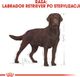 Royal Canin ROYAL CANIN Labrador Retriever Sterilised Adult 12kg + niespodzianka dla psa GRATIS! 9