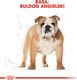 Royal Canin ROYAL CANIN Bulldog Adult 12kg karma sucha dla psów dorosłych rasy bulldog + niespodzianka dla psa GRATIS! 10
