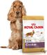 Royal Canin ROYAL CANIN Cocker Spaniel Adult 12kg karma sucha dla psów dorosłych rasy cocker spaniel + niespodzianka dla psa GRATIS! 3